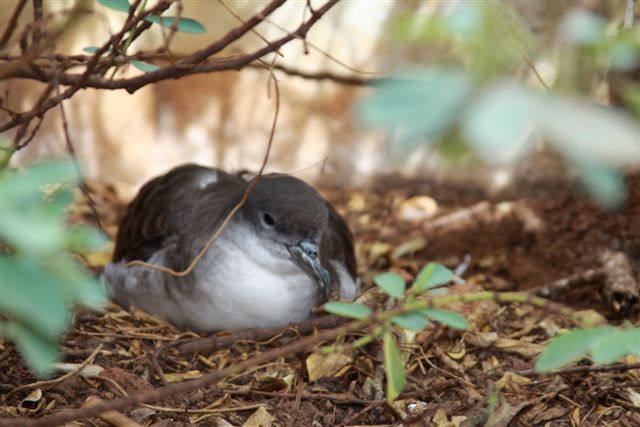 Wedge-tailed Shearwater 08/2010